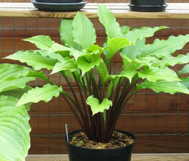 China Girl Hosta