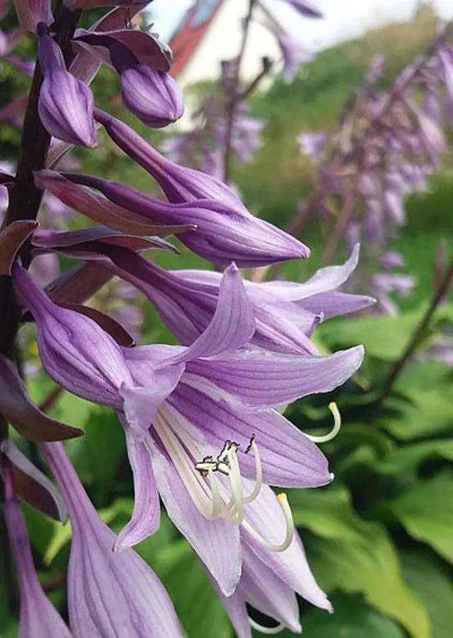 China Girl Hosta