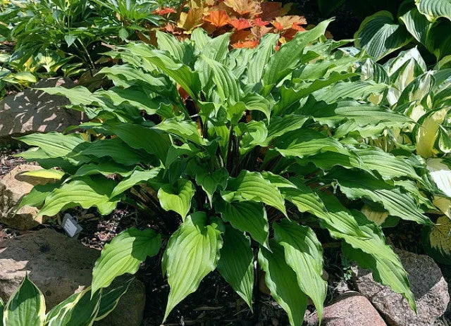 China Girl Hosta