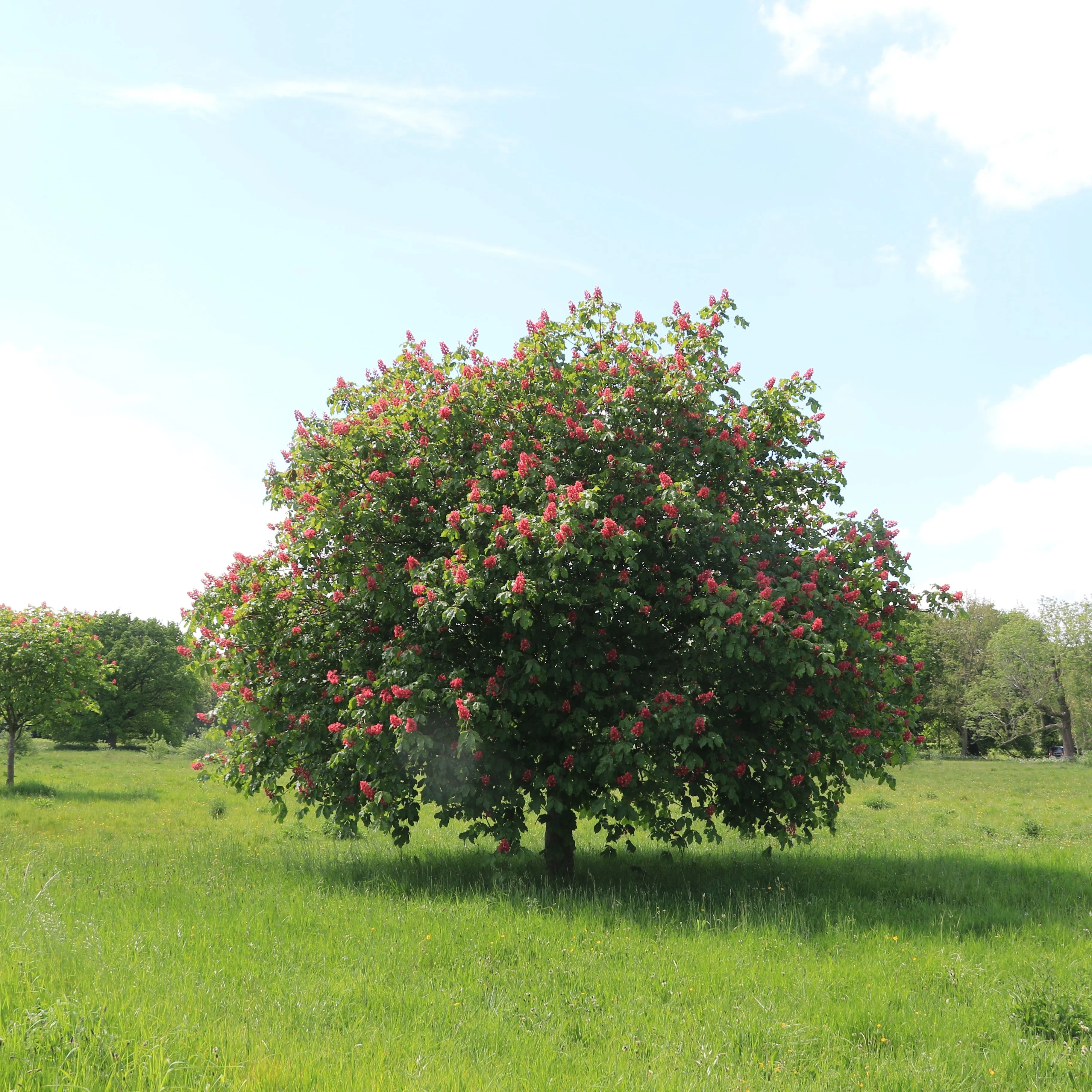 Red Buckeye Tree