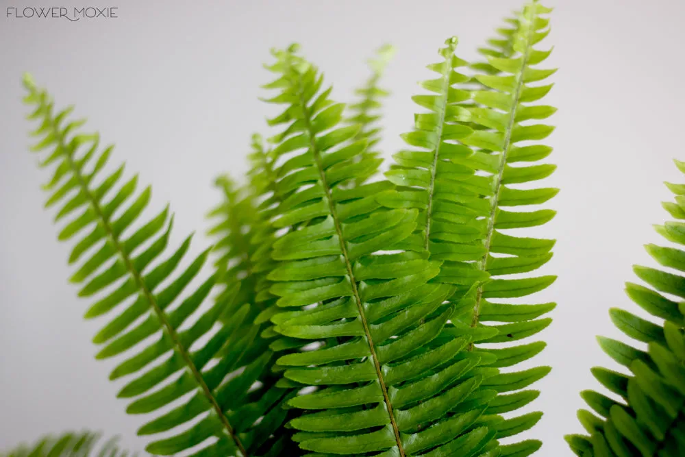 Sword Fern Greenery